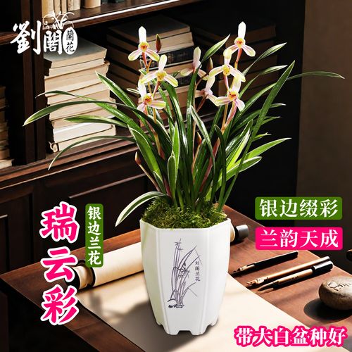 建兰银边的是什么品种-图1