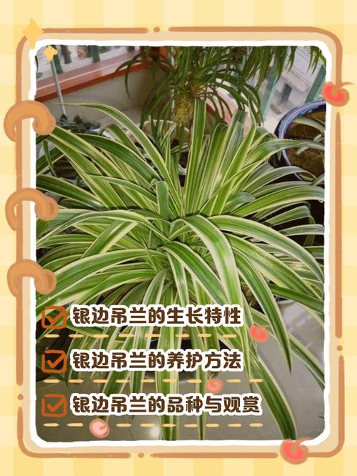 建兰银边的是什么品种-图2