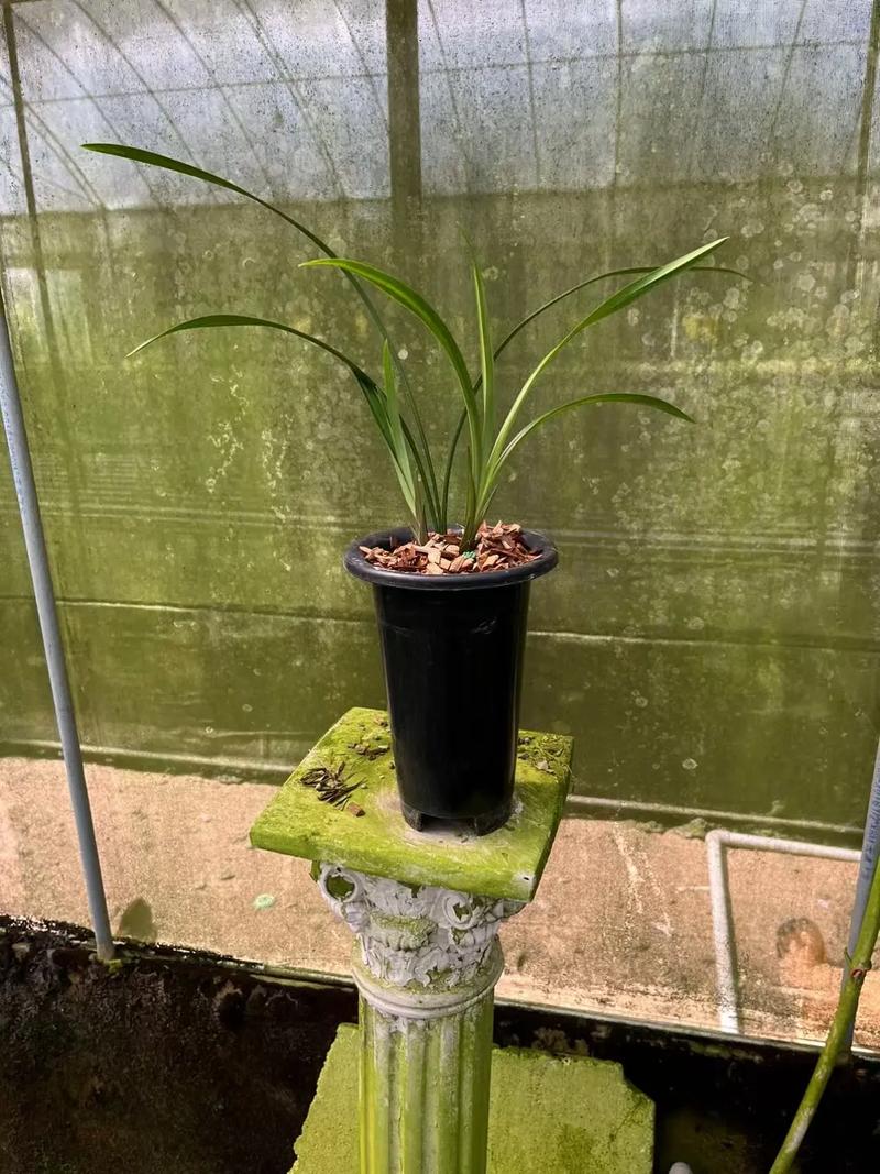 建兰银边的是什么品种-图3