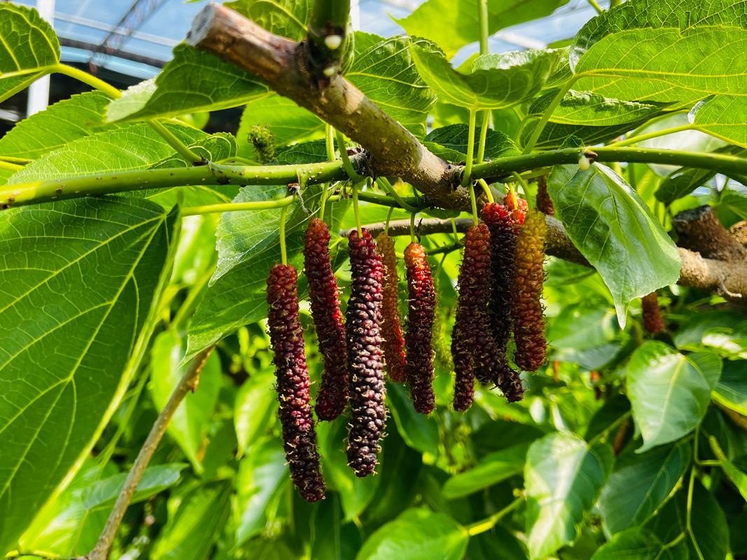 大棚桑椹种植技术视频怎么学？-图2