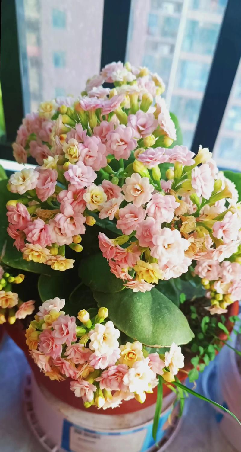 有哪些漂亮的花品种？-图1