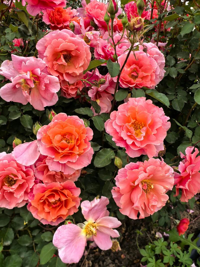 有哪些漂亮的花品种？-图2