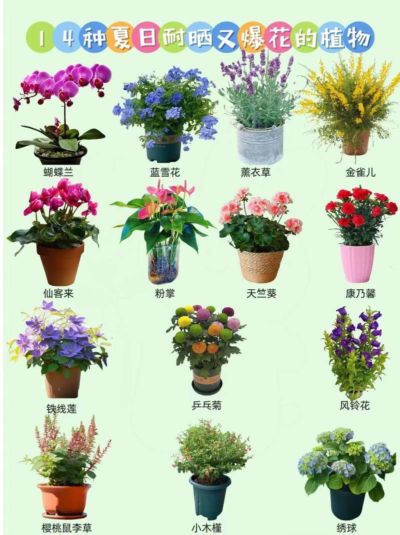 有哪些漂亮的花品种？-图3