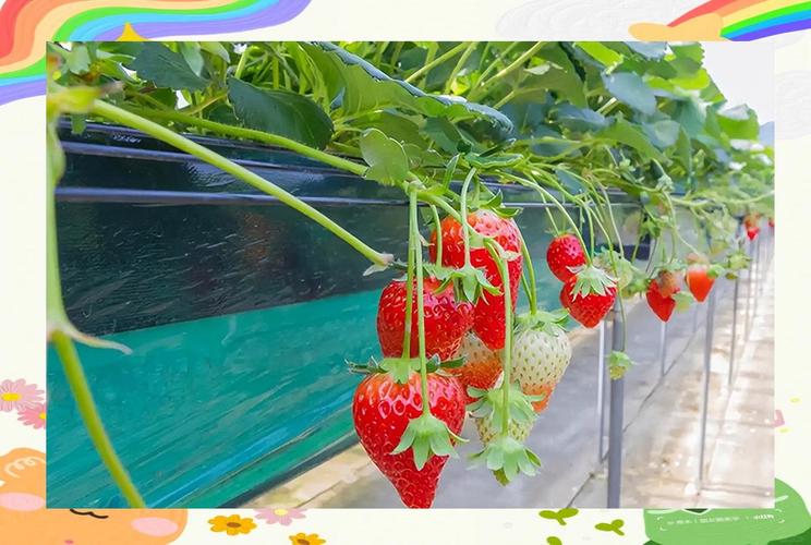 蘑菇草莓种植视频,技术要点有哪些?-图2 蘑菇草莓种植视频,技术要点有哪些?-图2