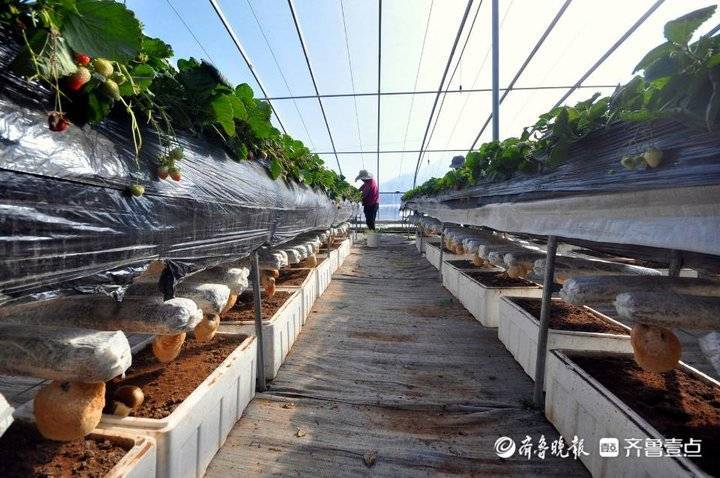蘑菇草莓种植视频,技术要点有哪些?-图1 蘑菇草莓种植视频,技术要点有哪些?-图1