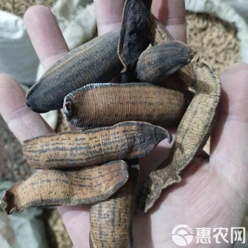 宽体金钱蛭回收价格现在是多少？-图3