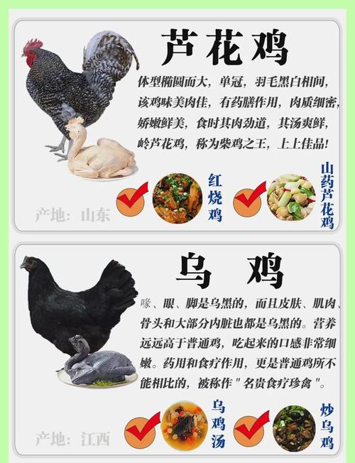 哪种鸡品种营养最优质？-图1