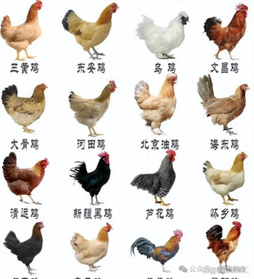 哪种鸡品种营养最优质？-图3