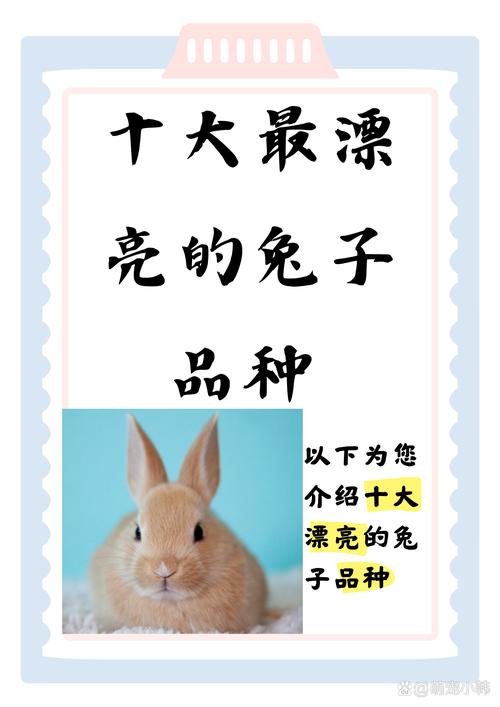 什么品种兔子最易养活?-图1 什么品种兔子最易养活?-图1
