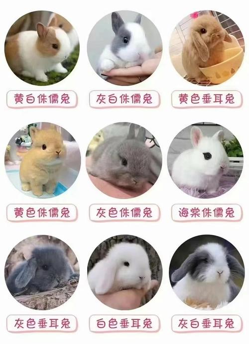 什么品种兔子最易养活?-图2 什么品种兔子最易养活?-图2