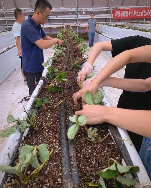 大棚水培草莓怎么种才高产？-图2