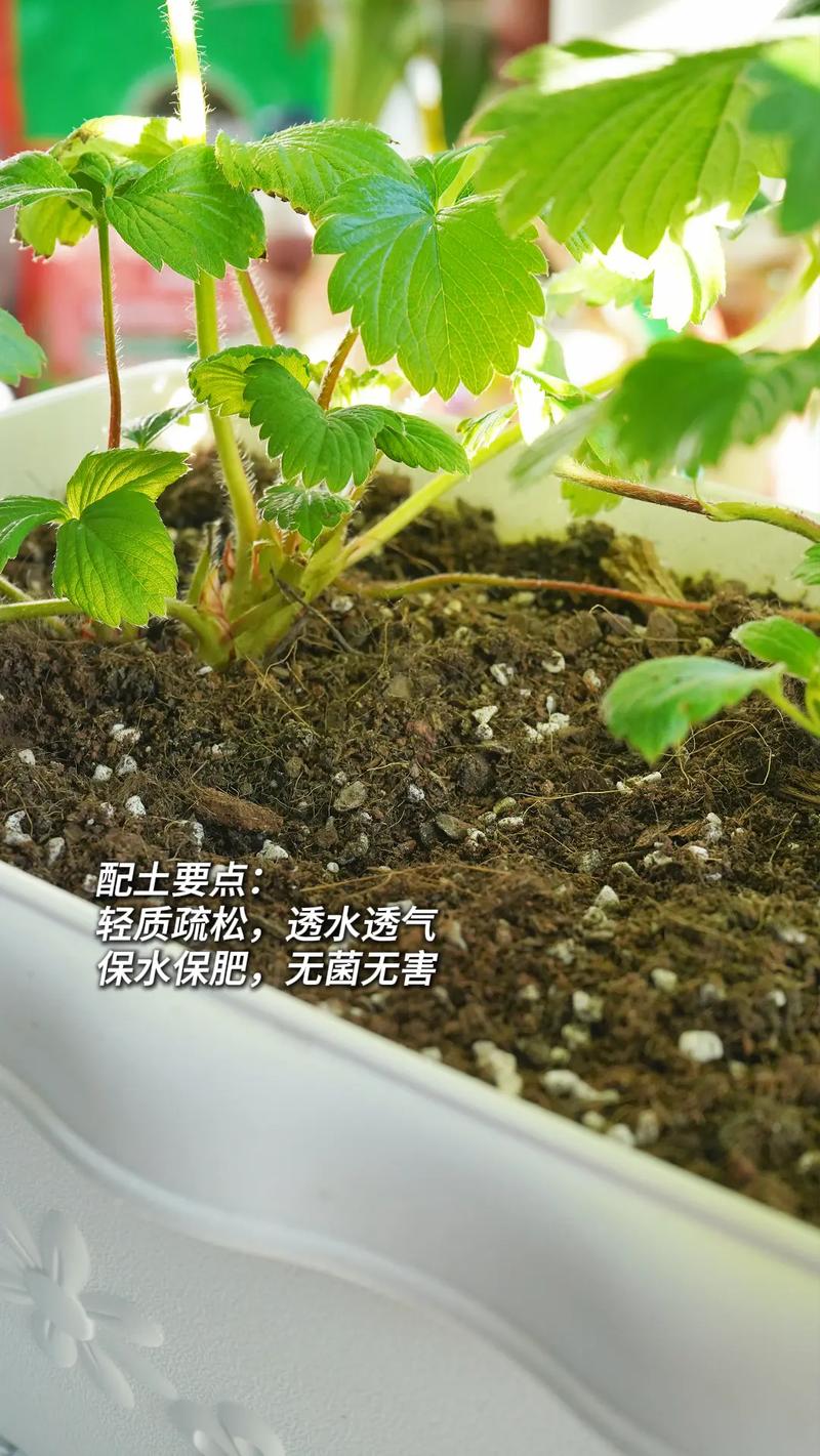 大棚水培草莓怎么种才高产？-图1
