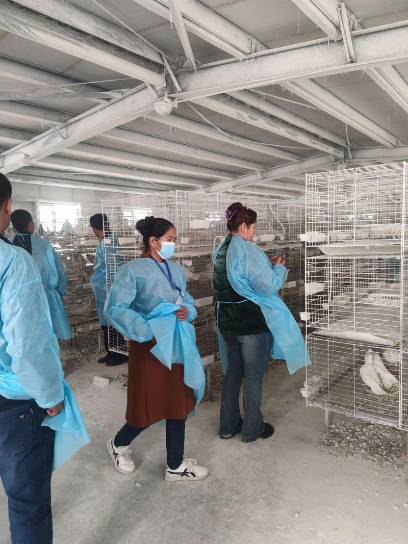 最新肉鸽养殖技术教学，如何高效掌握核心要点？-图1