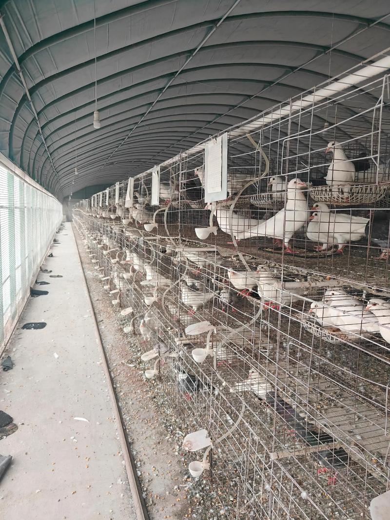 最新肉鸽养殖技术教学，如何高效掌握核心要点？-图2