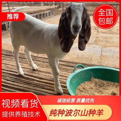 青岛波尔山羊种羊价格多少钱一只？-图3