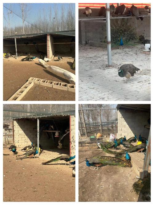 河南孔雀养殖技术基地如何高效培育？-图1
