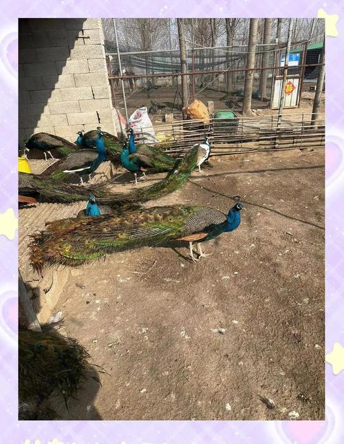 河南孔雀养殖技术基地如何高效培育？-图2