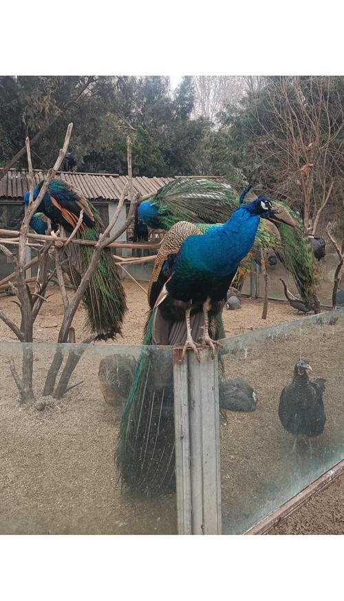 河南孔雀养殖技术基地如何高效培育？-图3