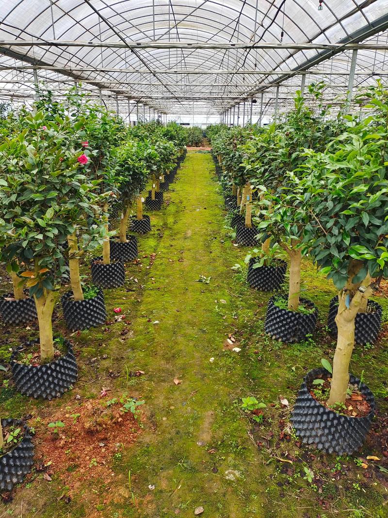 地栽茶花选什么品种好？-图2