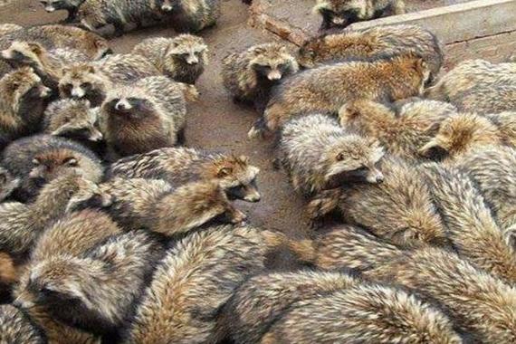 貉子配种前怎么饲养才好？-图2