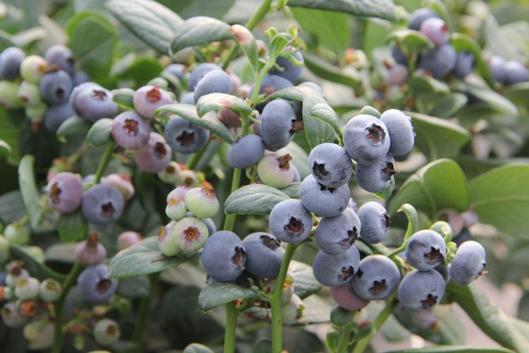 适合东北种的蓝莓品种-图3