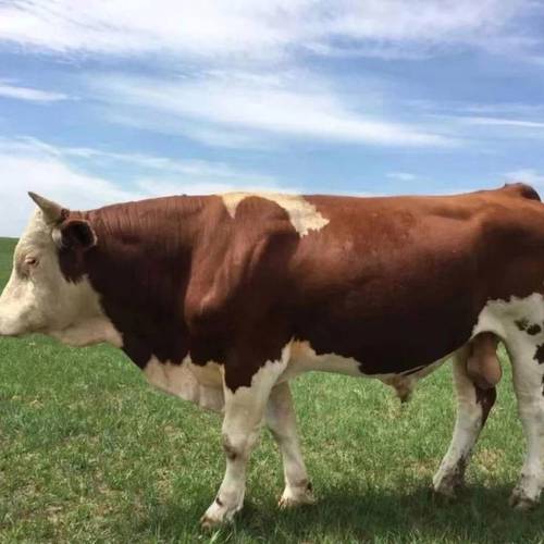 什么品种肉牛种公牛最好?-图1 什么品种肉牛种公牛最好?-图1