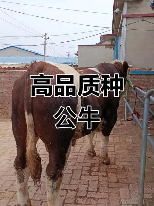 什么品种肉牛种公牛最好?-图2 什么品种肉牛种公牛最好?-图2