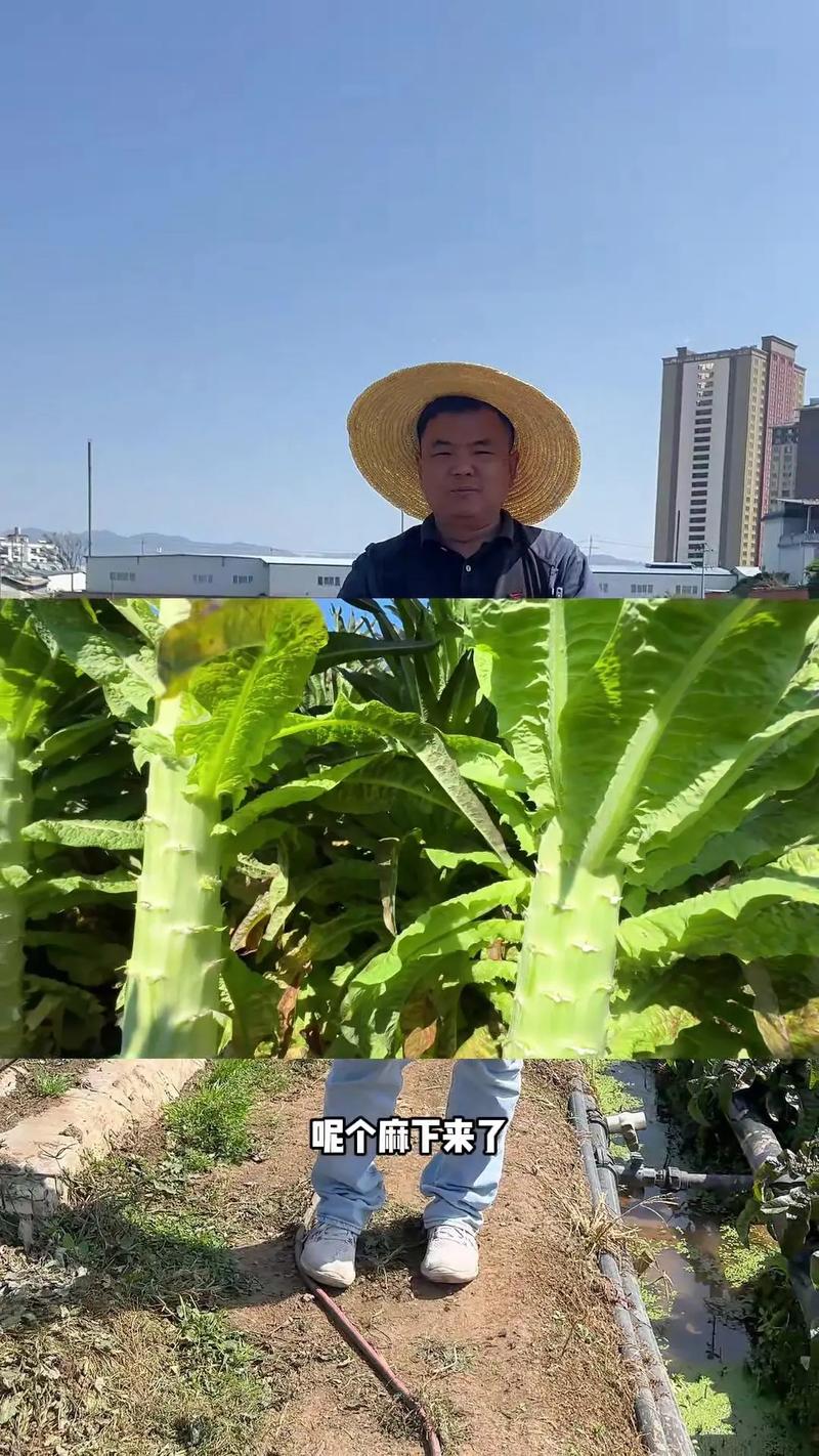 莴笋生态种植技术有哪些关键要点？-图1