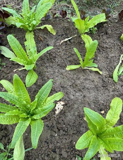 莴笋生态种植技术有哪些关键要点？-图2