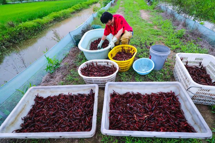 虾稻田种什么水稻品种好？-图2