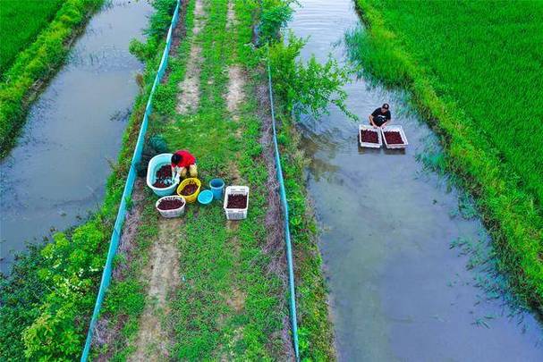 虾稻田种什么水稻品种好？-图3