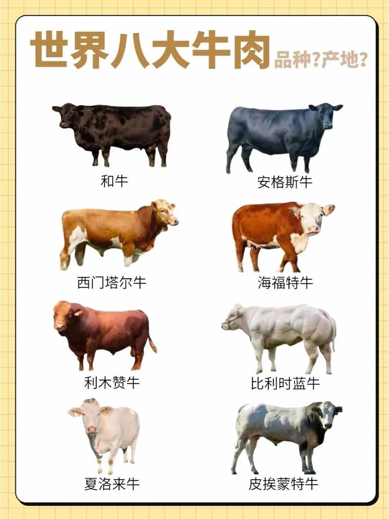 进口牛品种有哪些？-图2