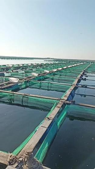 北方淡水海参养殖技术有哪些关键要点？-图2