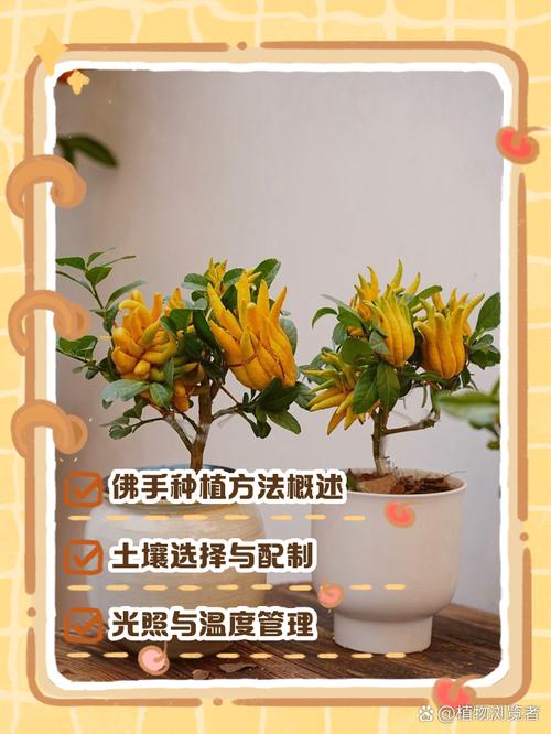 佛手种植技术视频有哪些关键要点?-图2 佛手种植技术视频有哪些关键要点?-图2