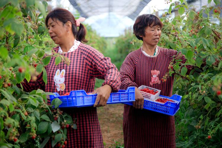 树莓种植技术视频,新手能学会吗?-图2 树莓种植技术视频,新手能学会吗?-图2