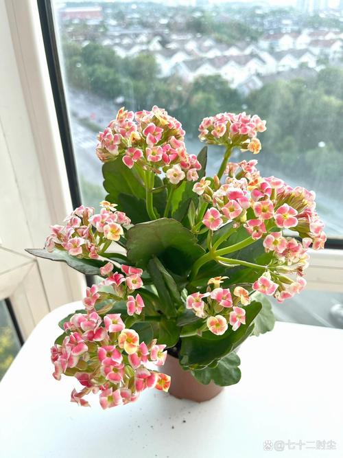 单瓣长寿花品种怎么快速鉴别?-图1 单瓣长寿花品种怎么快速鉴别?-图1