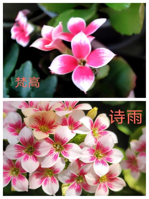 单瓣长寿花品种怎么快速鉴别?-图2 单瓣长寿花品种怎么快速鉴别?-图2