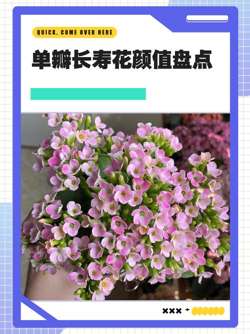 单瓣长寿花品种怎么快速鉴别?-图3 单瓣长寿花品种怎么快速鉴别?-图3