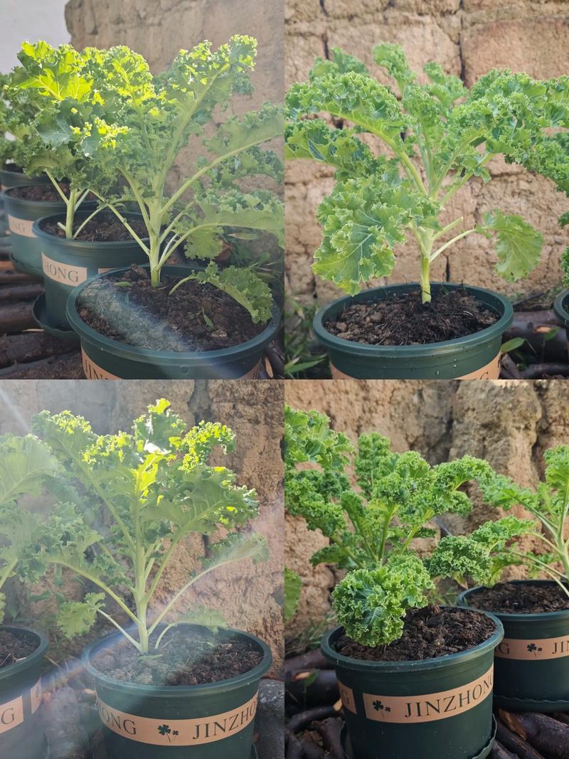 羽衣甘蓝盆栽如何矮化更有效？-图1