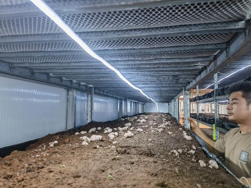 室内蘑菇养殖视频，技术要点有哪些？-图1