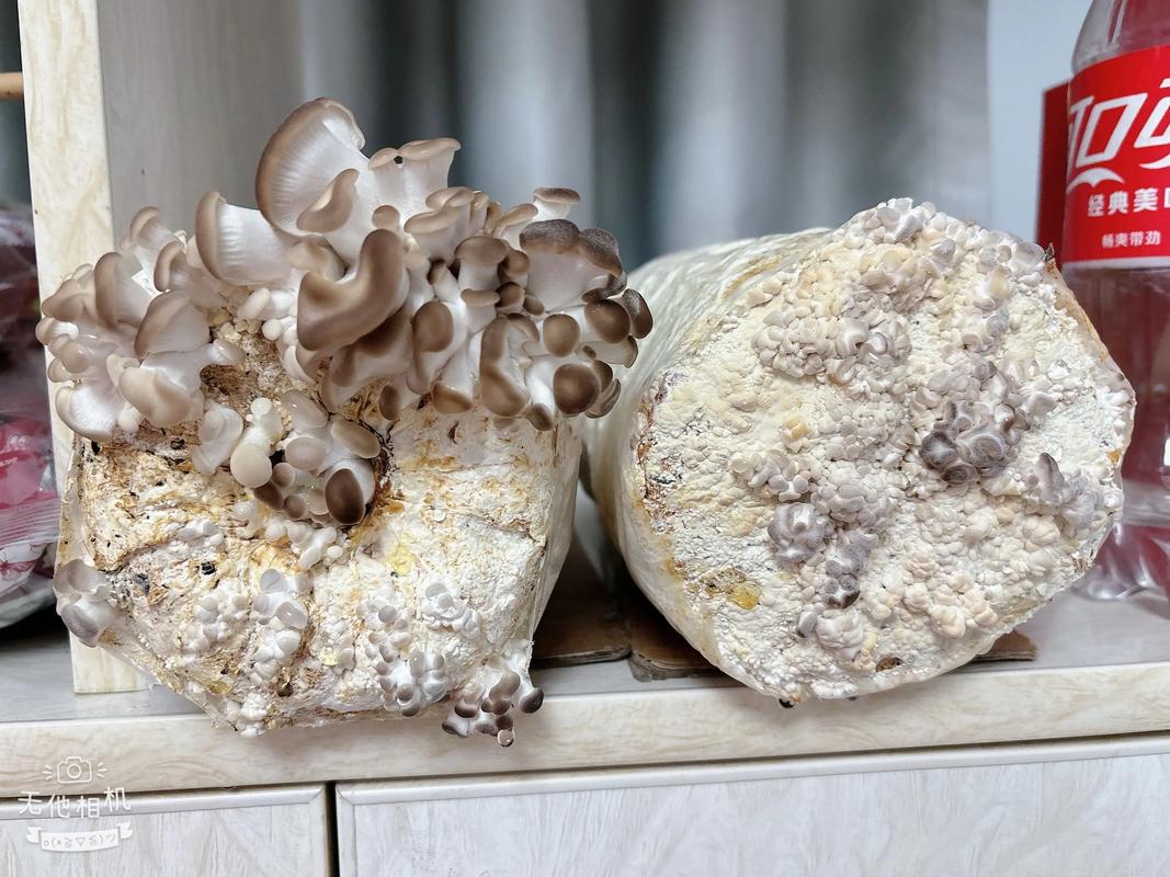 室内蘑菇养殖视频，技术要点有哪些？-图3