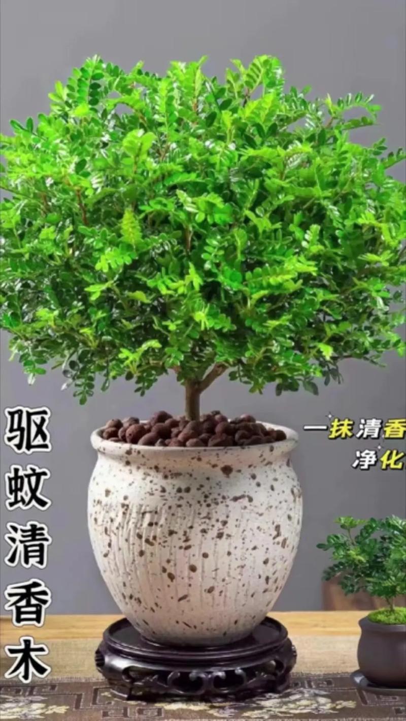 清香木品种有哪些？附图片对比吗？-图2