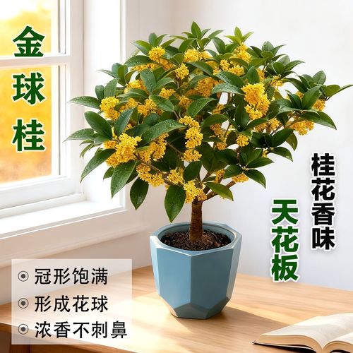 哪种桂花品种适合矮化种植？-图1