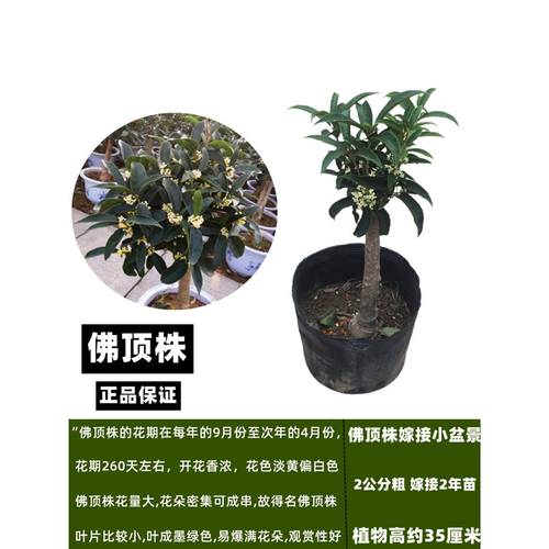 哪种桂花品种适合矮化种植？-图3