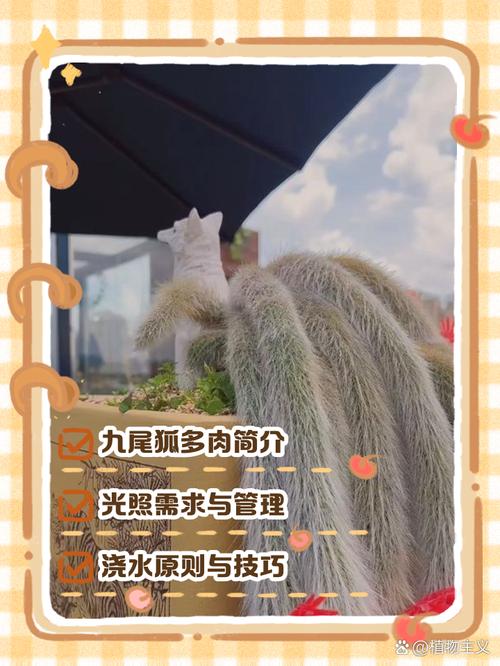 狐狸养殖技术视频怎么学？关键步骤有哪些？-图1