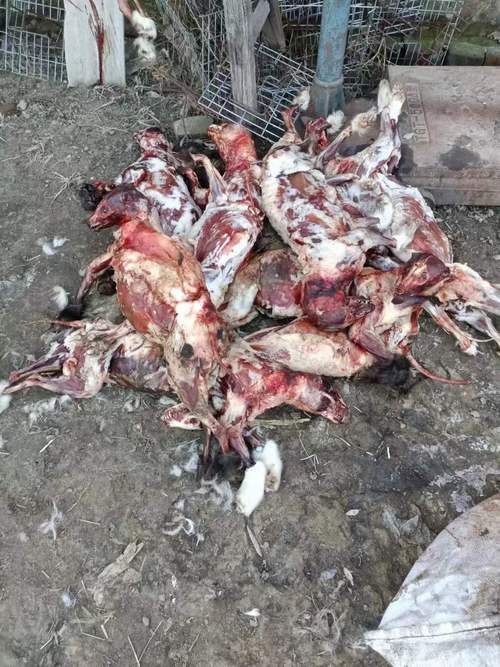 狐狸养殖技术视频怎么学？关键步骤有哪些？-图3