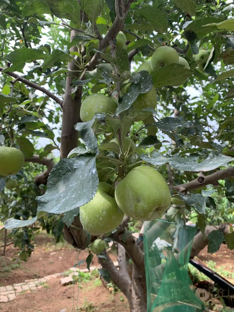 常见的绿色苹果品种有哪些？-图2