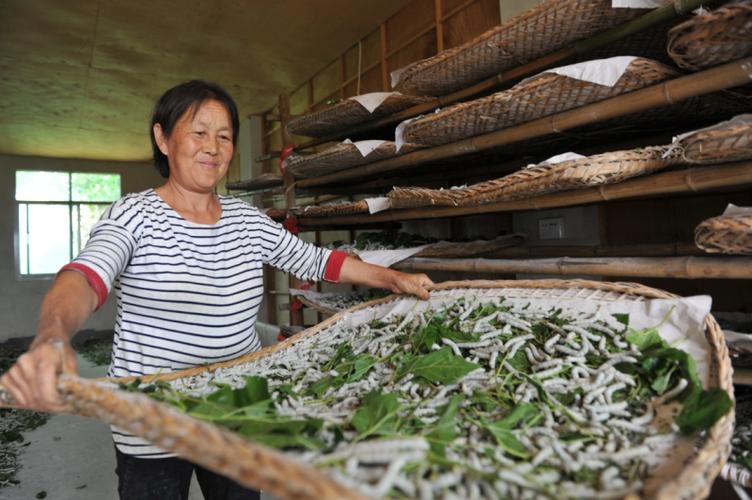 哪里有养蚕技术?-图2 哪里有养蚕技术?-图2