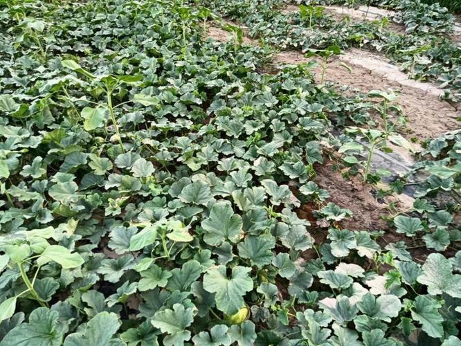 福建秋季甜瓜种植技术有哪些要点？-图2