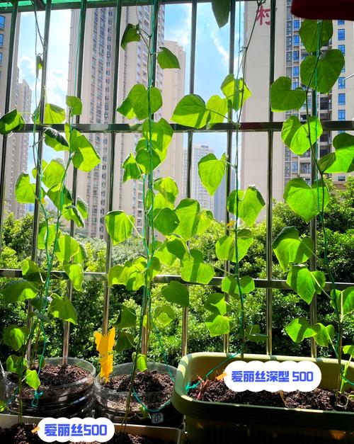 南方阳台香瓜怎么种？高产技巧有哪些？-图1